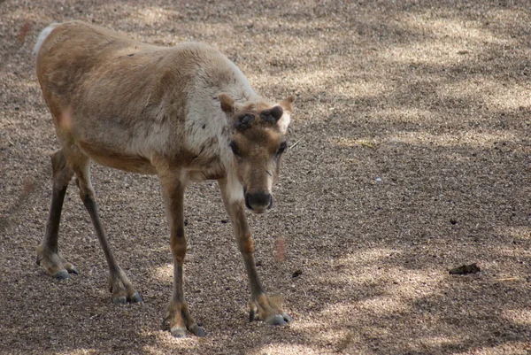 Ren geyiği - rangifer tarandus — Stok fotoğraf