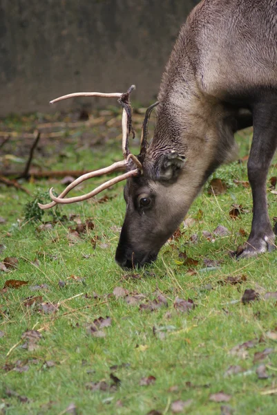 Reindeer - Rangifer tarandus — Stock Photo, Image