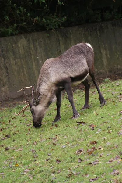 Reindeer - Rangifer tarandus — Stock Photo, Image