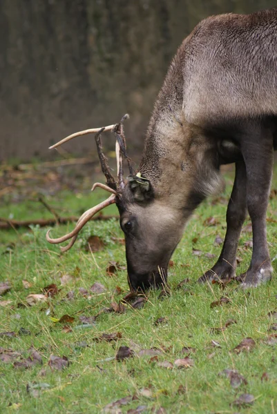 Reindeer - Rangifer tarandus — Stock Photo, Image