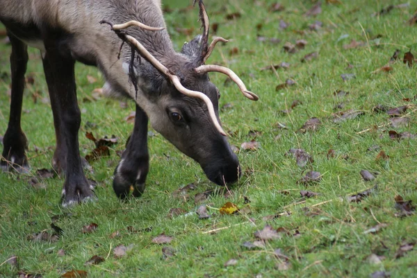 Reno - Rangifer tarandus — Foto de Stock