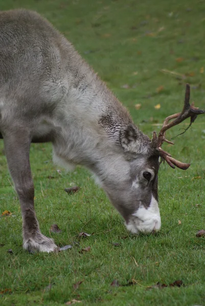 Reindeer - Rangifer tarandus — Stock Photo, Image