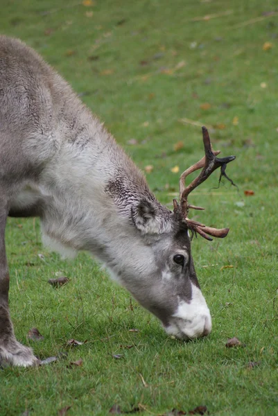 Reindeer - Rangifer tarandus — Stock Photo, Image