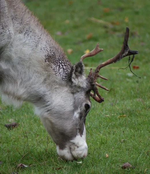 Reindeer - Rangifer tarandus — Stock Photo, Image