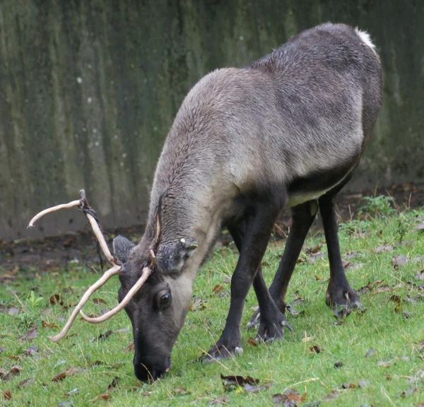 Reindeer - Rangifer tarandus — Stock Photo, Image