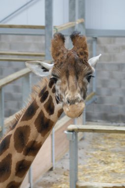 zürafa - zürafa zürafa