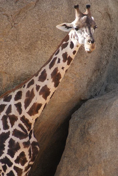 Baringo Giraffe - Giraffa camelopardalis rothschildii — Stock Photo, Image