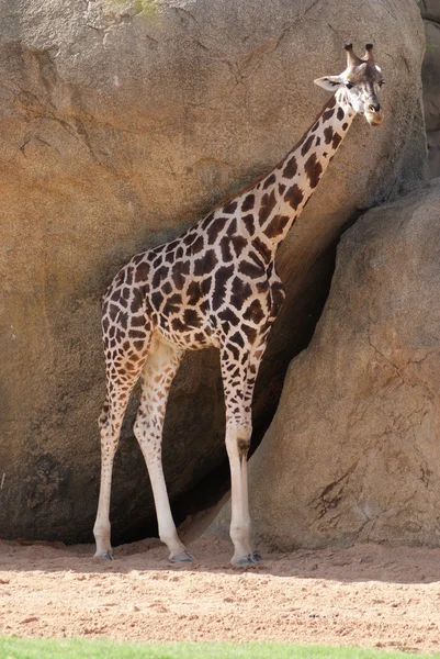 Baringo καμηλοπάρδαλη - giraffa rothschildii καμηλοπάρδαλης — Φωτογραφία Αρχείου