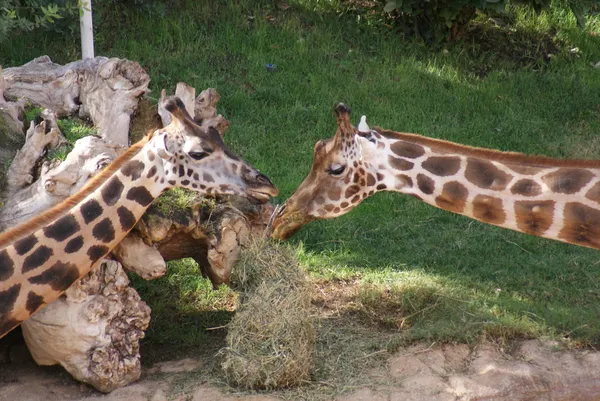 Baringo Giraffe - Giraffa camelopardalis rothschildii — Stock Photo, Image