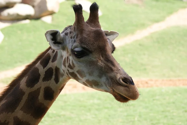 Baringo Giraffe - Giraffa camelopardalis rothfeldii — стоковое фото