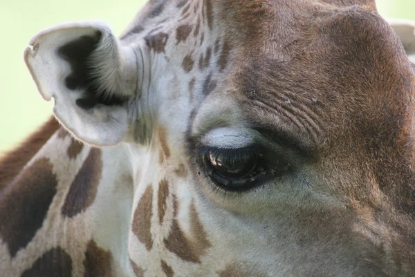 Baringo Giraffe - Giraffa camelopardalis rothschildii — Stock Photo, Image