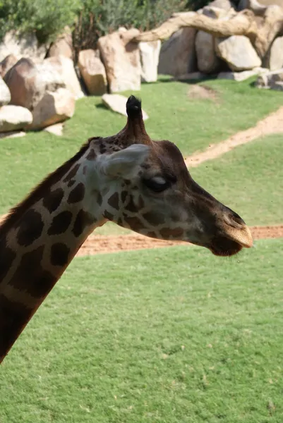 Baringo Giraffe - Giraffa camelopardalis rothschildii — Stock Photo, Image