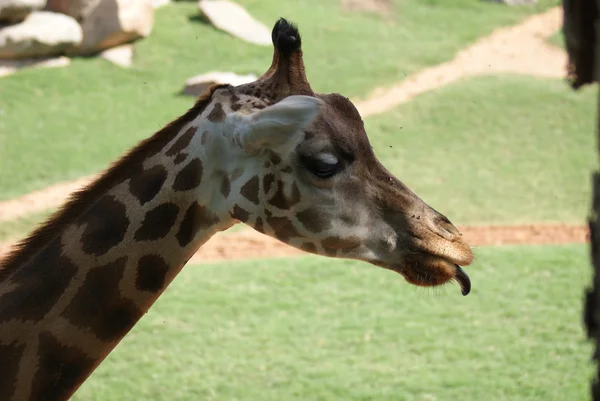 Jirafa de Baringo - Jirafa camelopardalis rothschildii — Foto de Stock