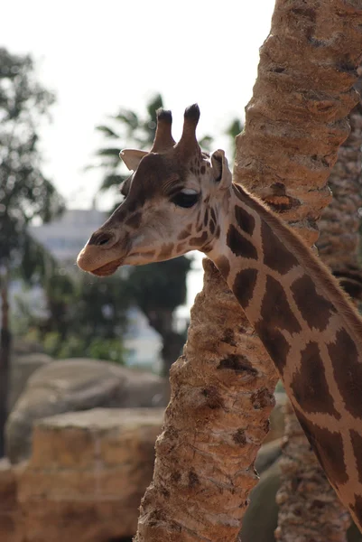 Giraffe - Giraffa camelopardalis — Stock Photo, Image