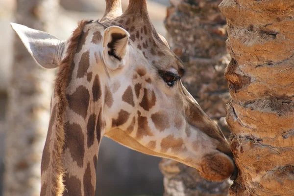 Giraffe - Giraffa camelopardalis — Stock Photo, Image