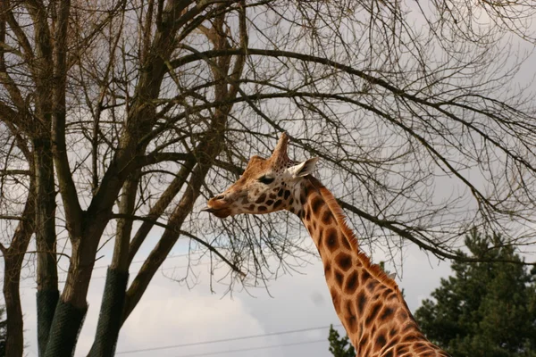 Giraffa - Giraffa camelopardalis — Foto Stock