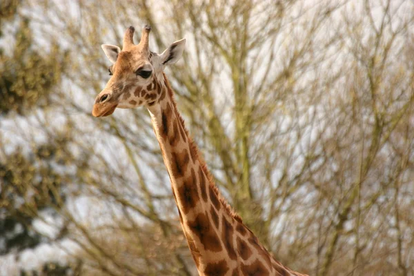 Giraff - giraffa camelopardalis — Stockfoto