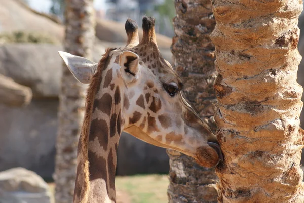 Καμηλοπάρδαλη - giraffa καμηλοπάρδαλης — Φωτογραφία Αρχείου
