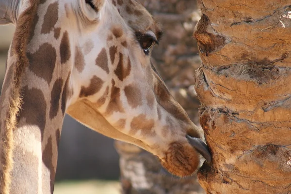Girafa - Girafa camelopardalis — Fotografia de Stock