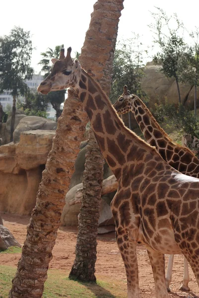 Jirafa - Jirafa camelopardalis — Foto de Stock