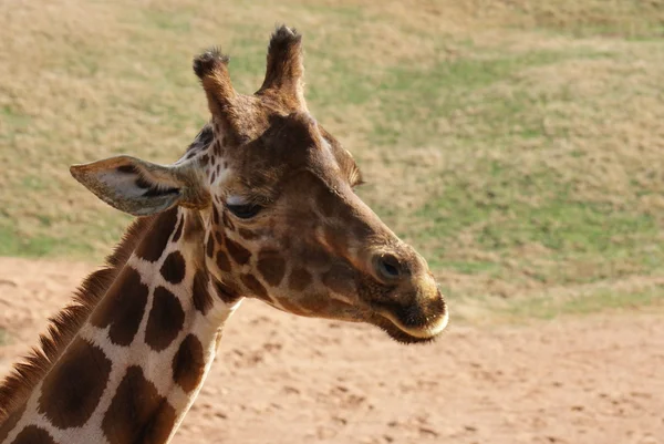 Καμηλοπάρδαλη - giraffa καμηλοπάρδαλης — Φωτογραφία Αρχείου