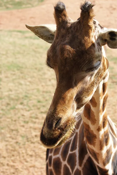 Жираф - Giraffa camelopardalis — стоковое фото