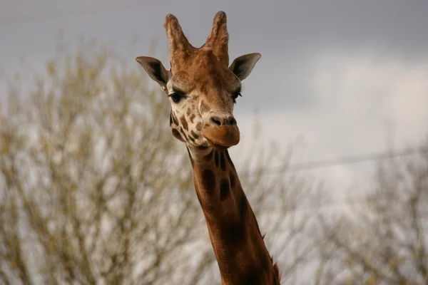 Giraffa - Giraffa camelopardalis — Foto Stock