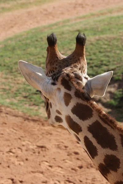 Жираф - Giraffa camelopardalis — стоковое фото