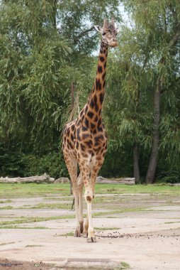 zürafa - zürafa zürafa