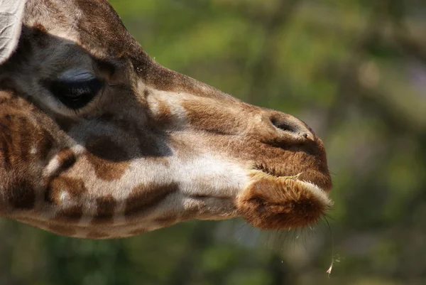 Giraffe - Giraffa camelopardalis — Stock Photo, Image