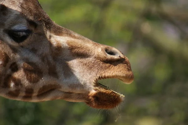 Giraffe - Giraffa camelopardalis — Stock Photo, Image