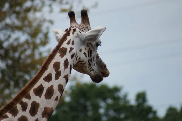 Жираф - Giraffa camelopardalis — стоковое фото