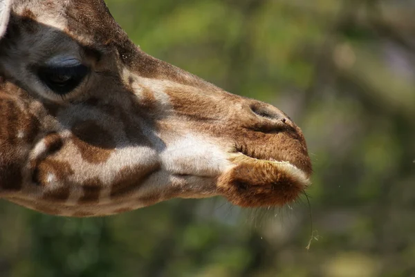 Жираф - Giraffa camelopardalis — стоковое фото