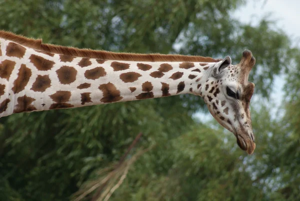 Žirafa - žirafu souhvězdí žirafy — Stock fotografie