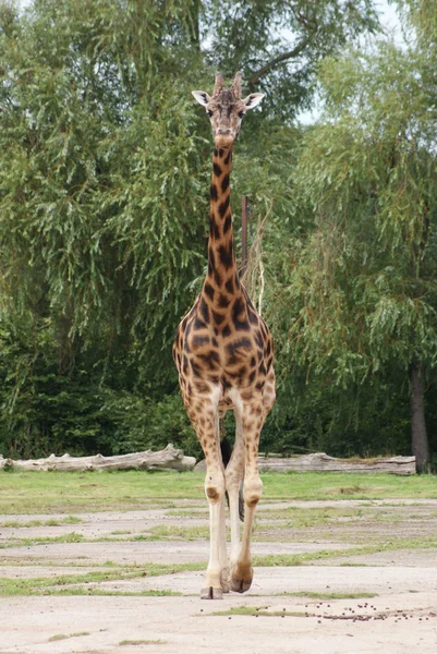 Жираф - Giraffa camelopardalis — стоковое фото