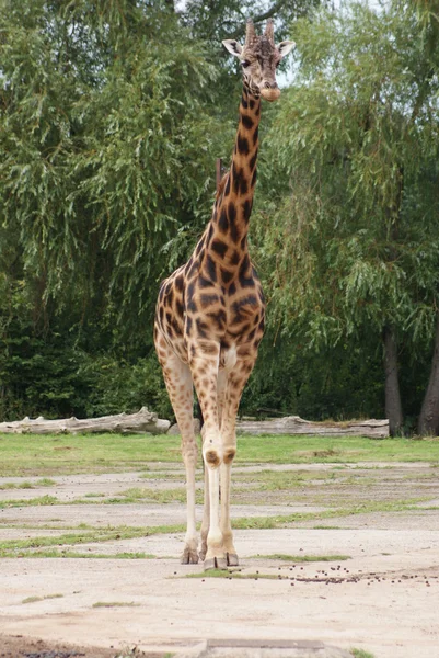 Жираф - Giraffa camelopardalis — стоковое фото