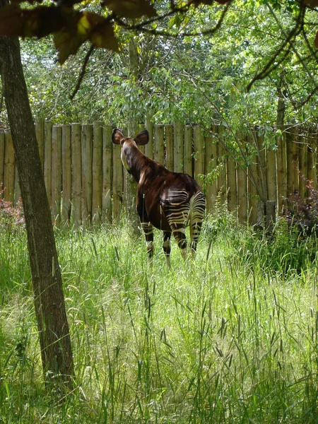 Okapi - Okapia johnstoni — Stock Photo, Image