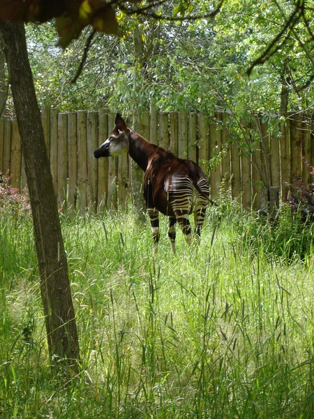 Okapi - okapia Ruwenzorornis — Stockfoto