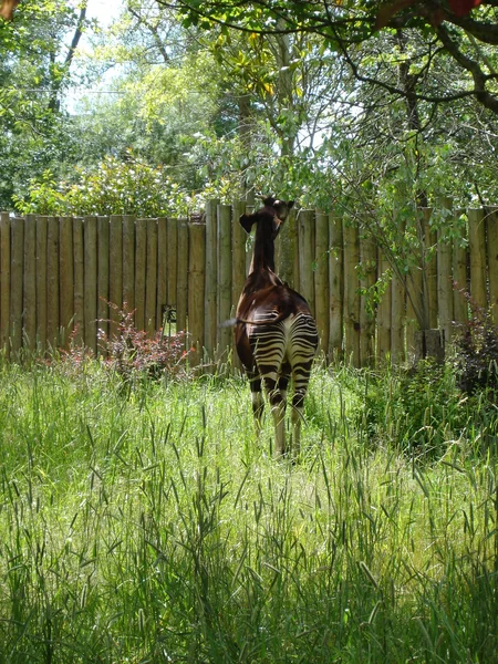 Okapi - Okapia johnstoni — Stock Photo, Image