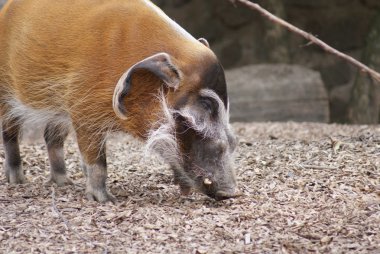 Kızılırmak hog - potamochoerus porcus