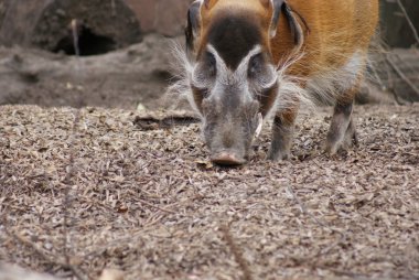 Kızılırmak hog - potamochoerus porcus