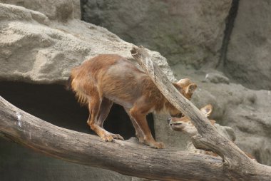 Dhole - Cuon alpinus lepturus