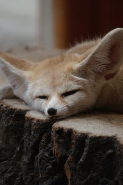 rezene tilki - vulpes zerda