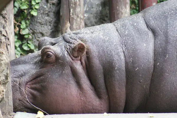 Hippopotamus - nijlpaard amphibius — Stockfoto