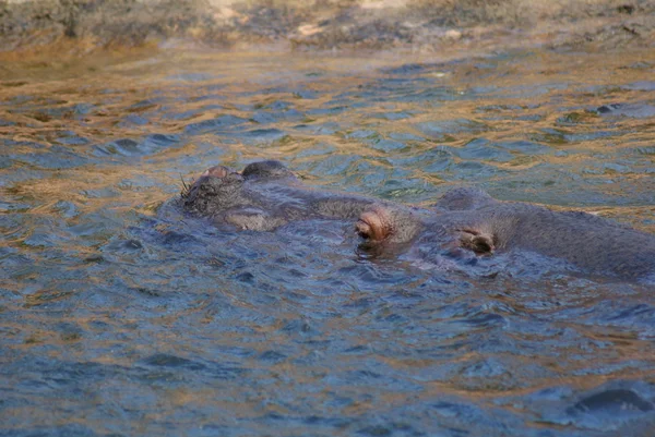 Бегемот - Бегемот amphibius — стоковое фото
