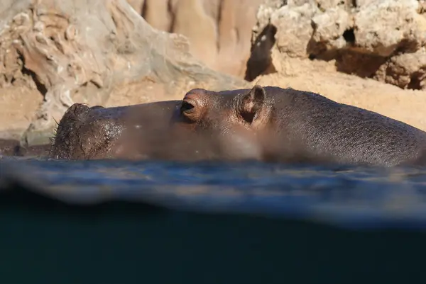 Hipopotam - hippopotamus amphibius — Zdjęcie stockowe