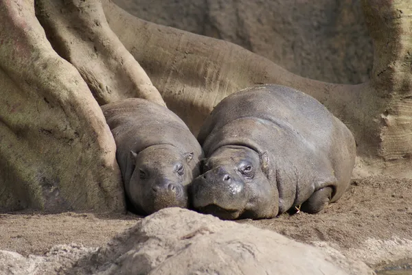 Pygmy Hippopotamus - Choeropsis liberiensis — Stock Photo, Image