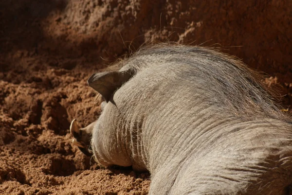 African Warthog - Phacochoerus africanus — Stock Photo, Image