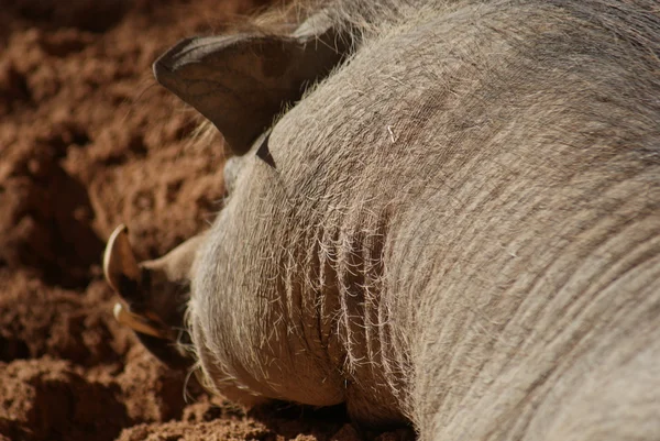 African Warthog - Phacochoerus africanus — Stock Photo, Image