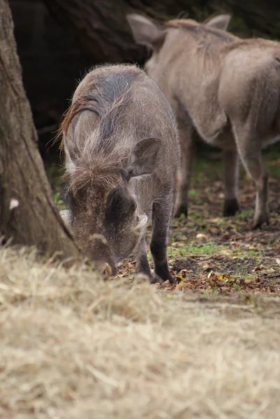 African Warthog - Phacochoerus africanus — Stock Photo, Image